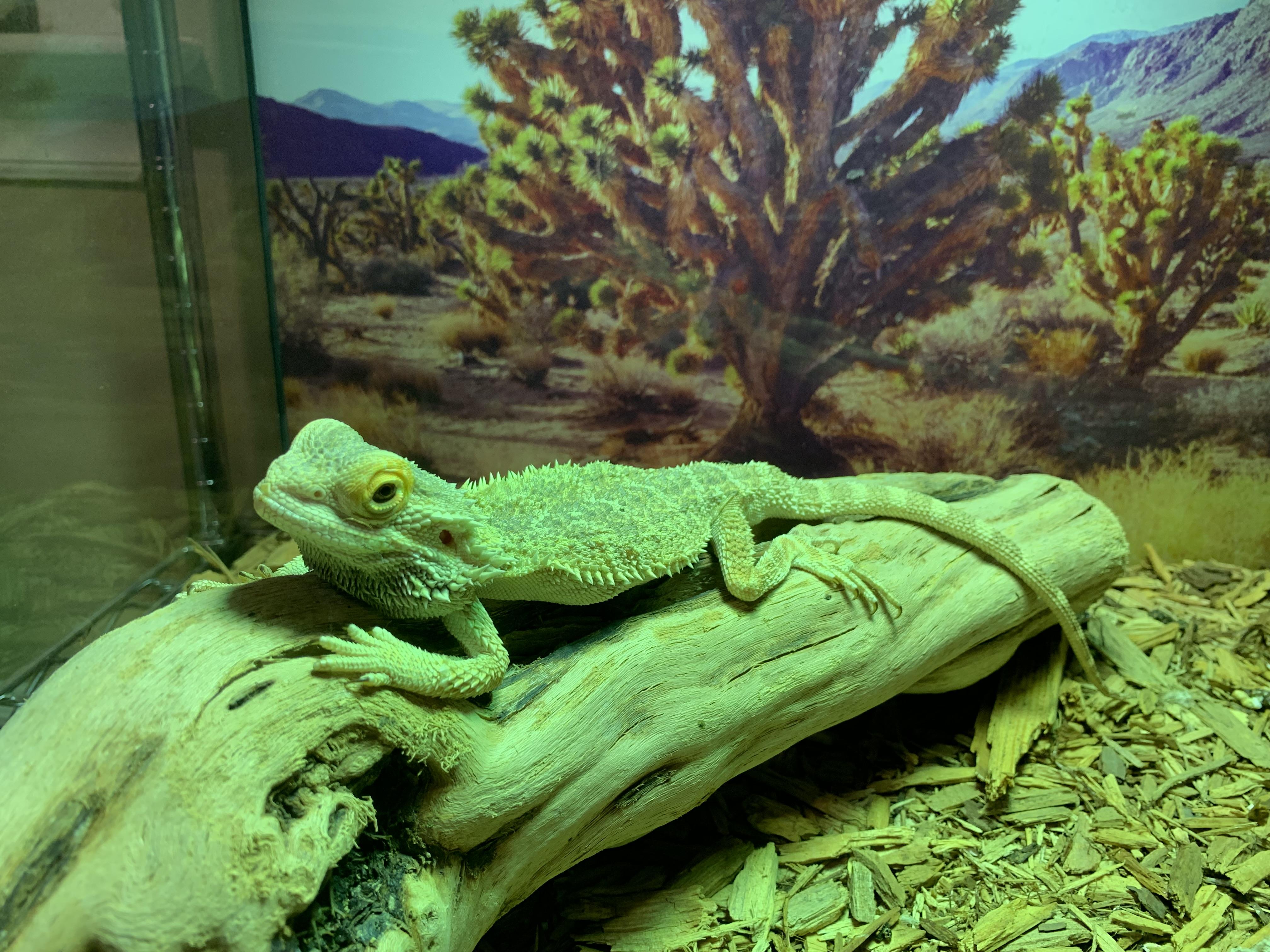 Enlarge Pancake, a Adopted Lizard in Raleigh, NC image 2/5