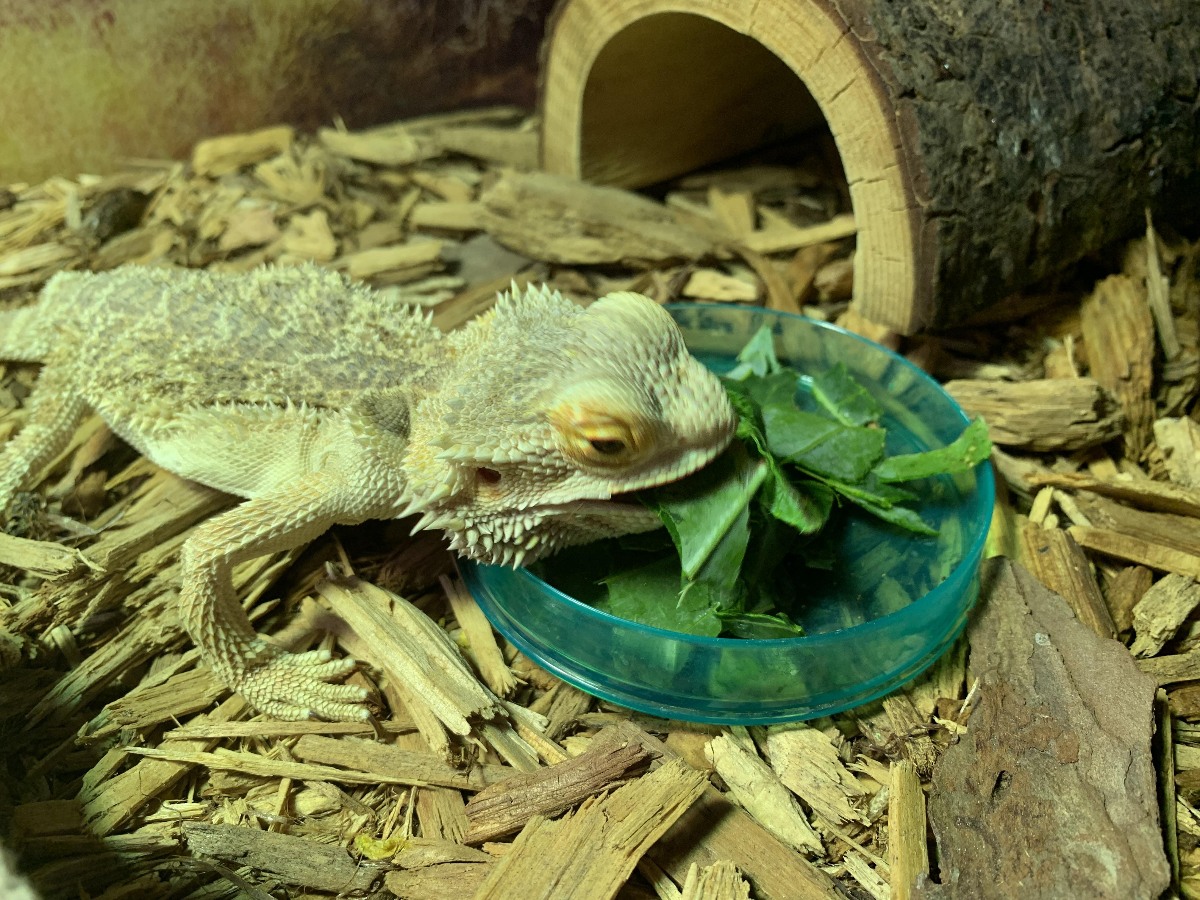 Enlarge Pancake, a Adopted Lizard in Raleigh, NC image 3/5