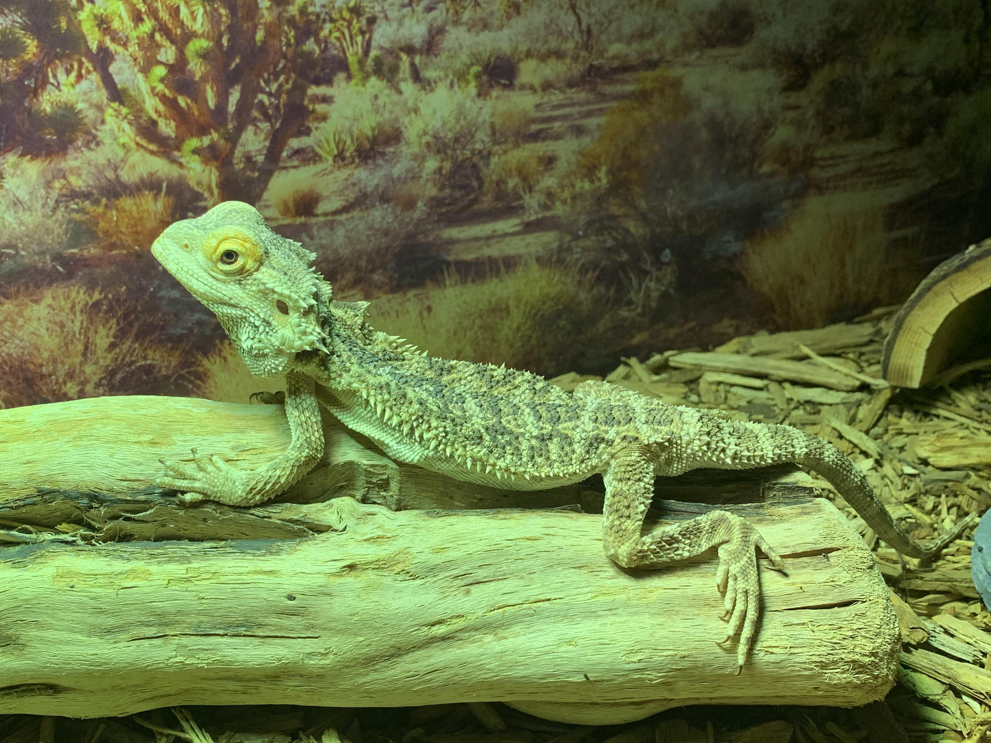 Enlarge Pancake, a Adopted Lizard in Raleigh, NC image 1/5