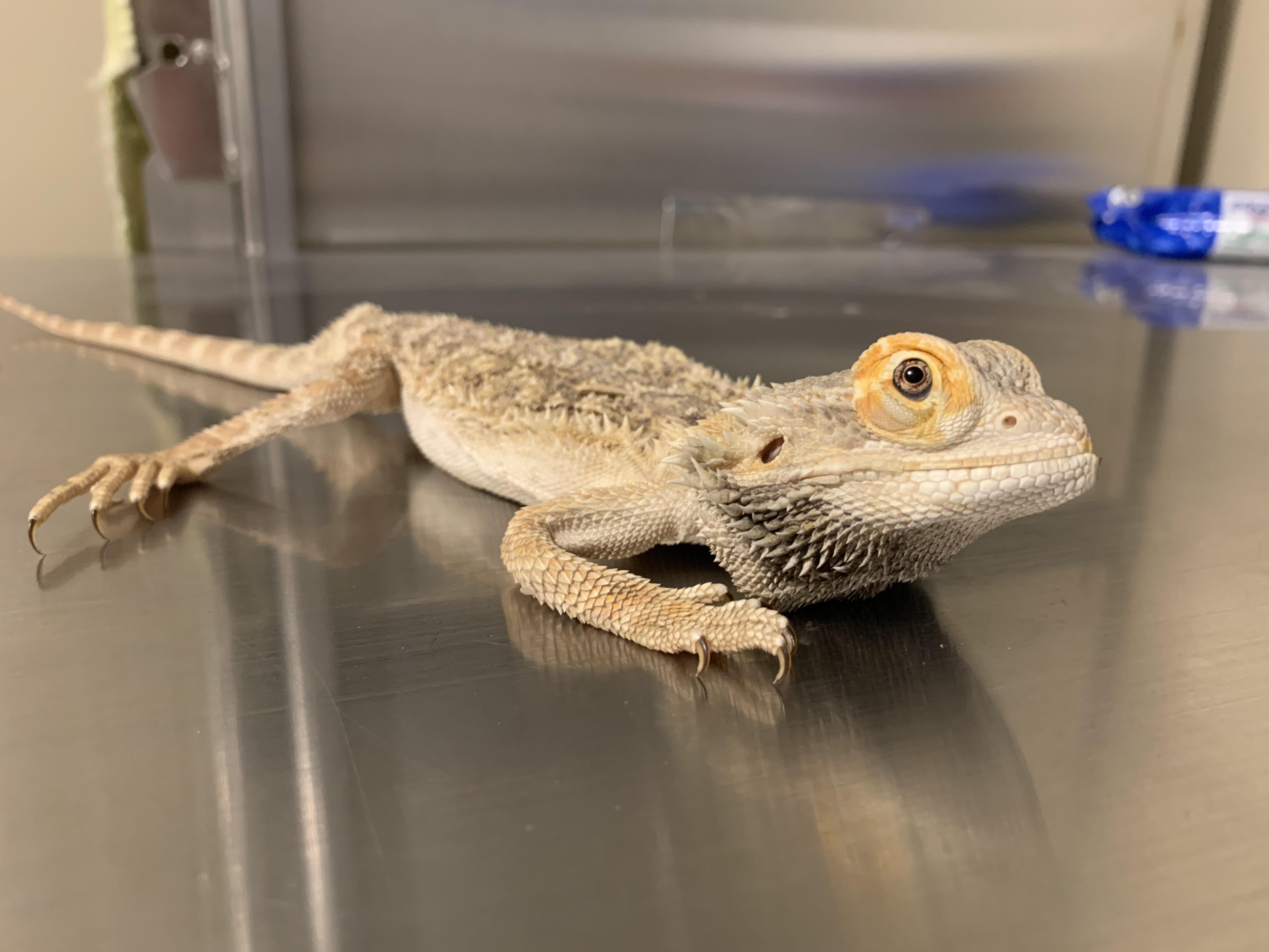 Enlarge Pancake, a Adopted Lizard in Raleigh, NC image 4/5