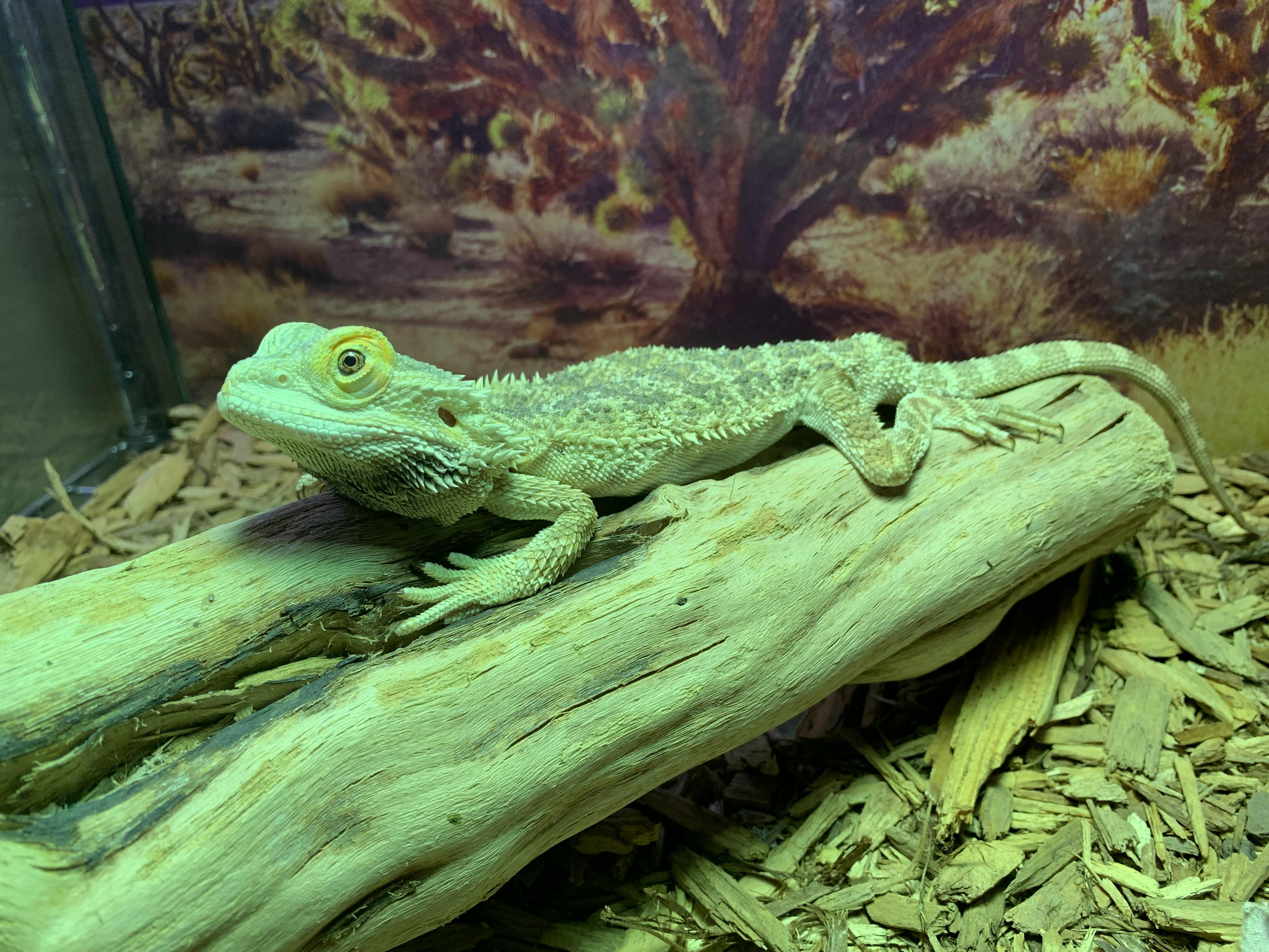Enlarge Pancake, a Adopted Lizard in Raleigh, NC image 5/5