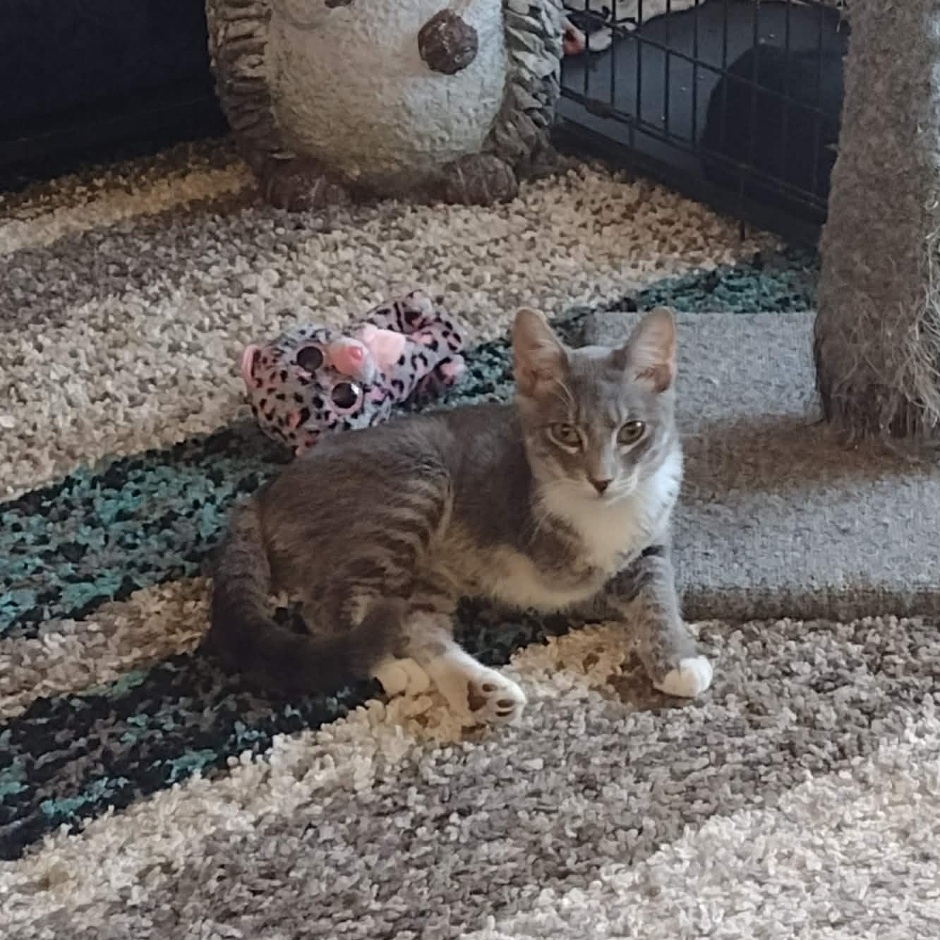 Nala, a ADOPTABLE American Shorthair in Yukon, OK image 1/2