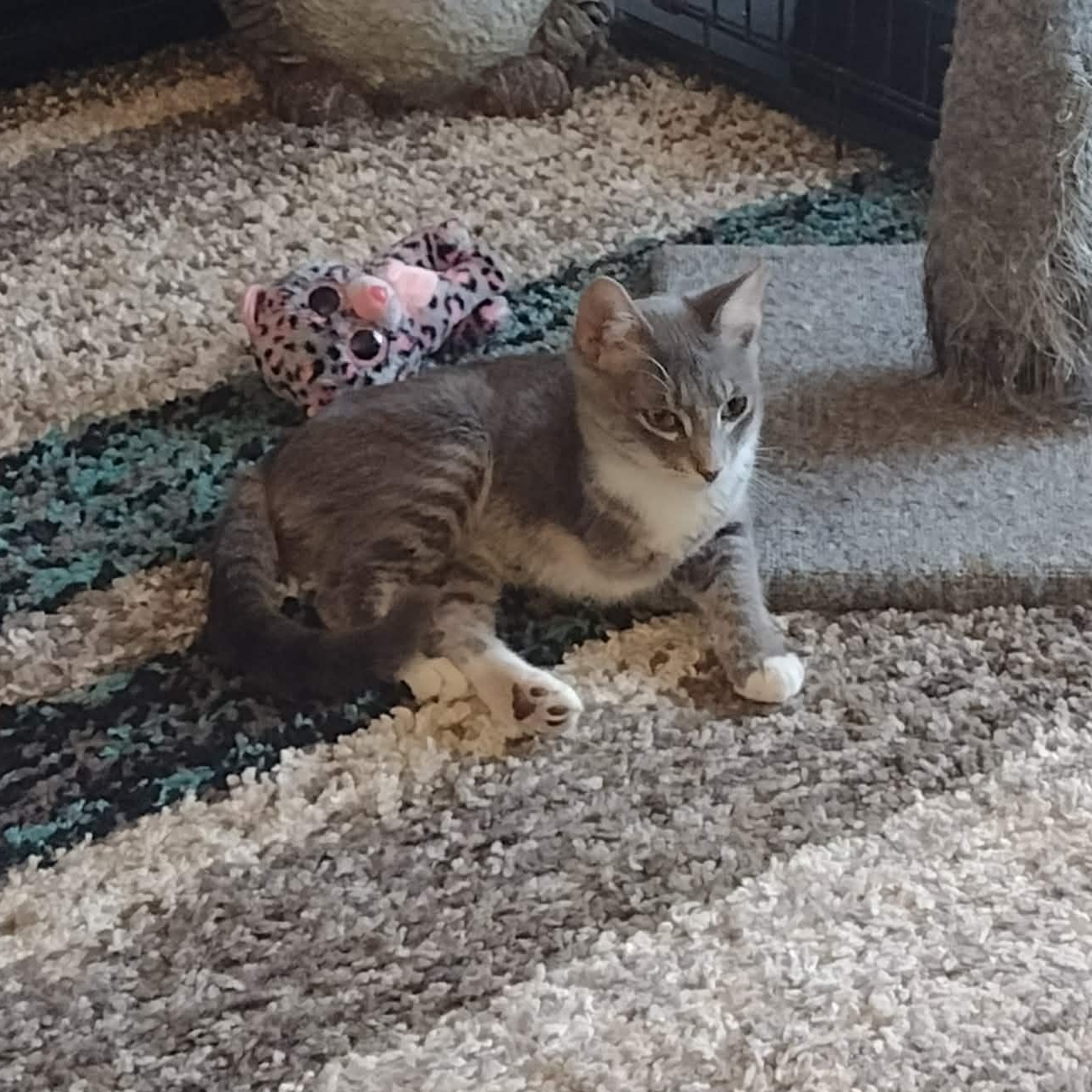 Nala, a ADOPTABLE American Shorthair in Yukon, OK image 2/2