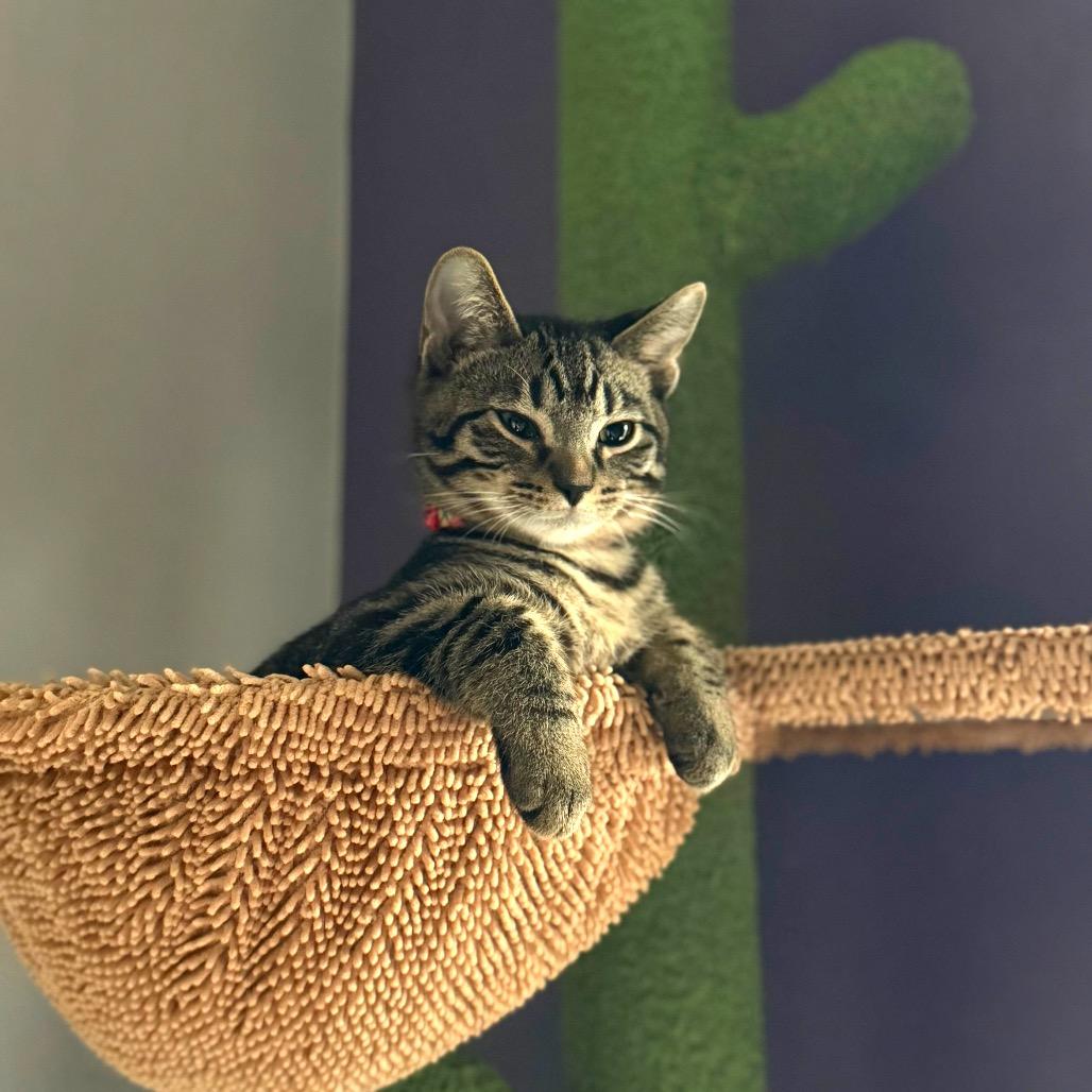 Enlarge yam, a Adoptable Domestic Short Hair in Gibsonia, PA image 1/6