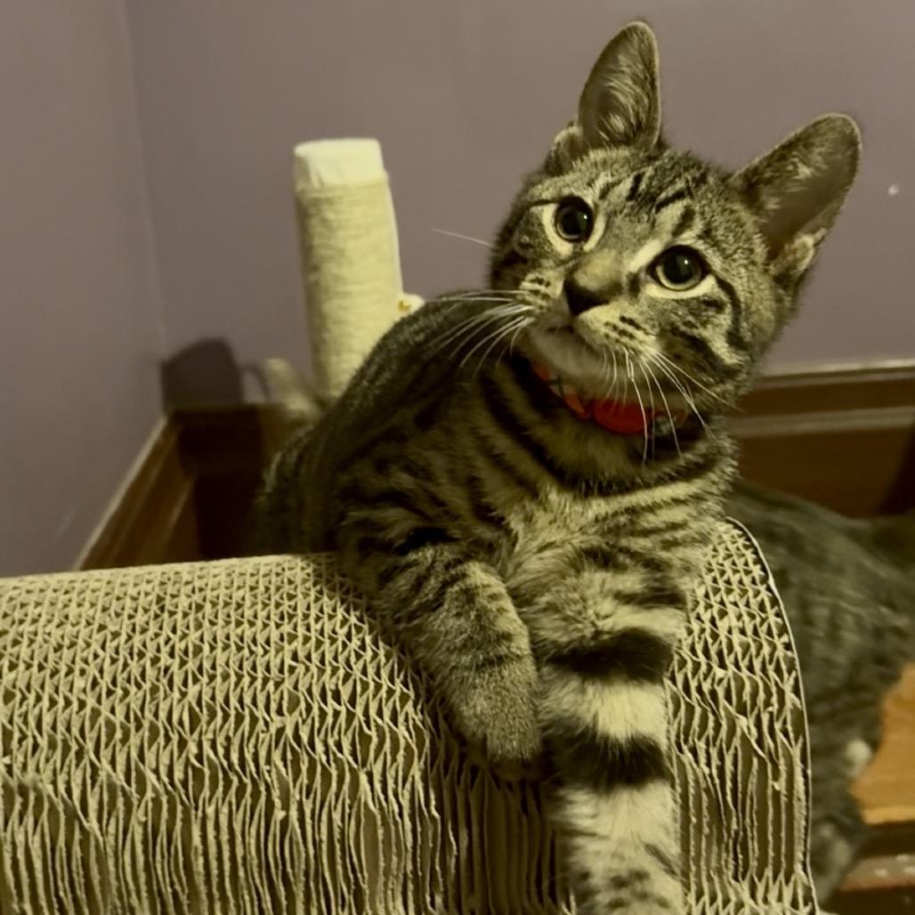 Enlarge yam, a Adoptable Domestic Short Hair in Gibsonia, PA image 2/6