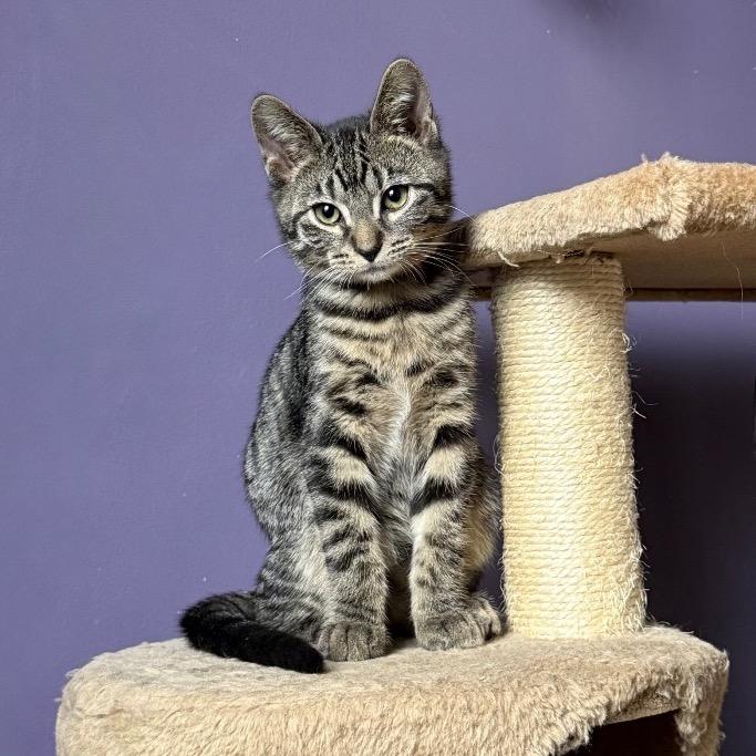 Enlarge yam, a Adoptable Domestic Short Hair in Gibsonia, PA image 3/6