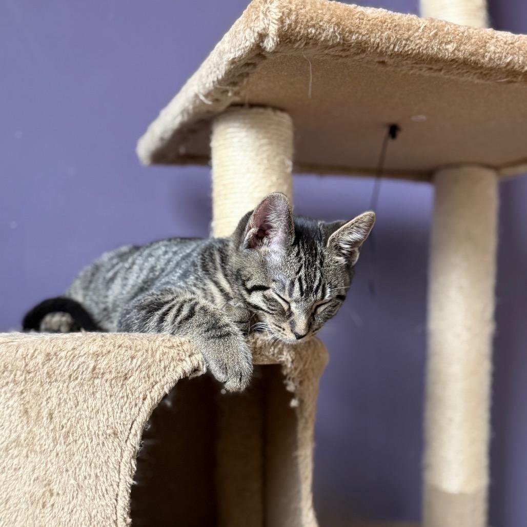 Enlarge yam, a Adoptable Domestic Short Hair in Gibsonia, PA image 4/6