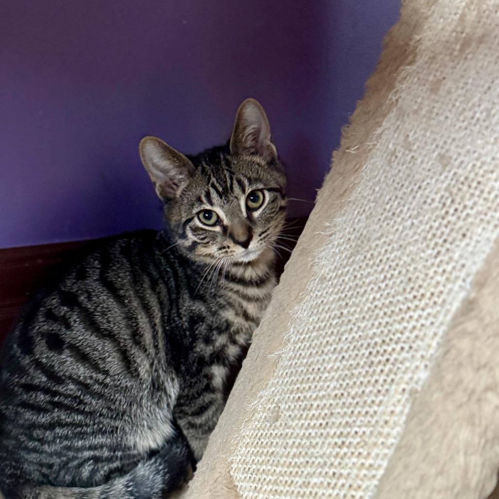 Enlarge yam, a Adoptable Domestic Short Hair in Gibsonia, PA image 5/6