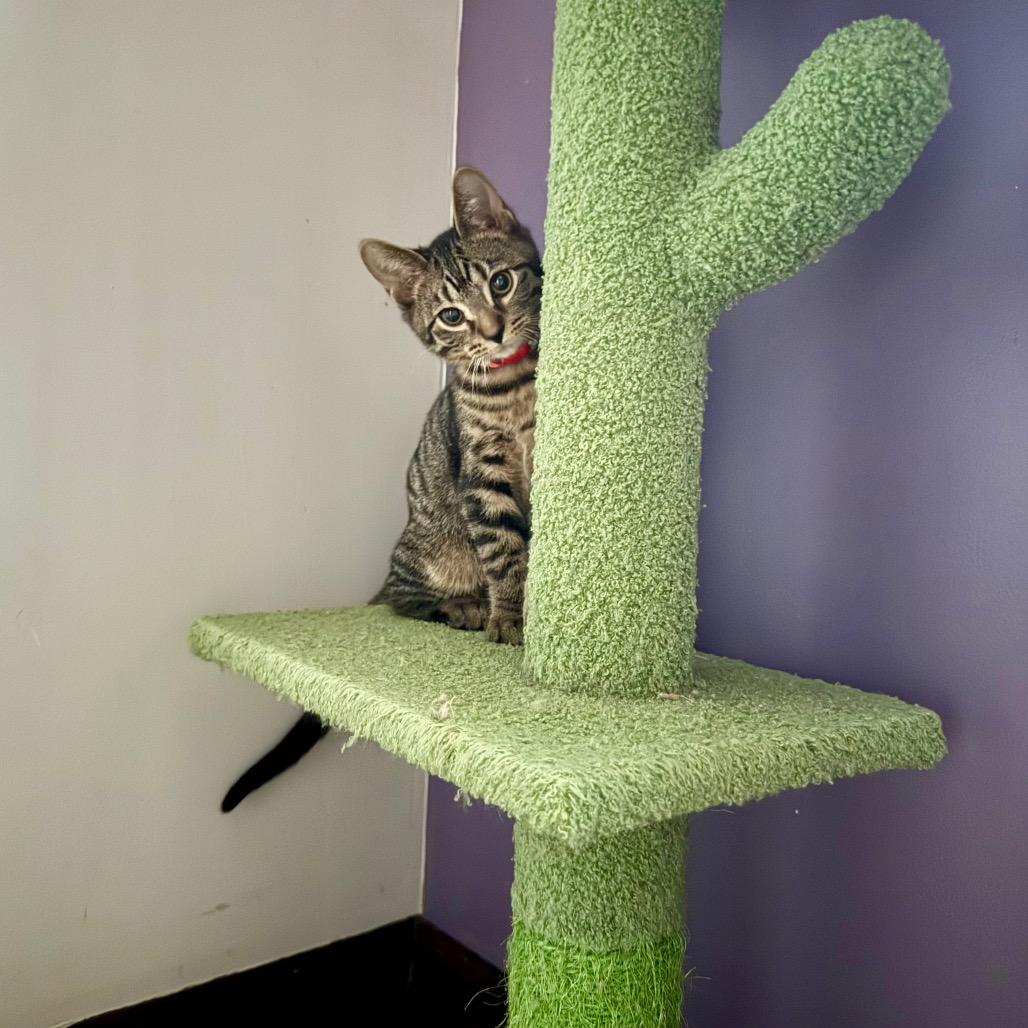 Enlarge yam, a Adoptable Domestic Short Hair in Gibsonia, PA image 6/6