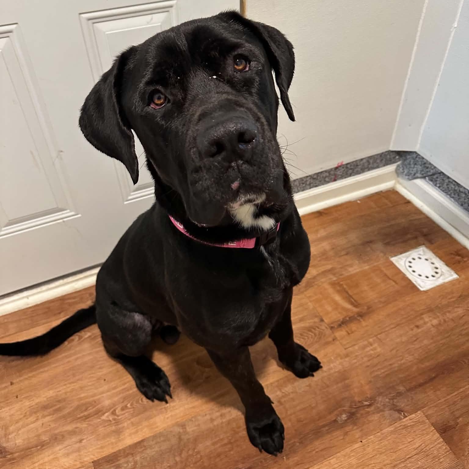 Clark, Adoptable, Young Male Cane Corso.