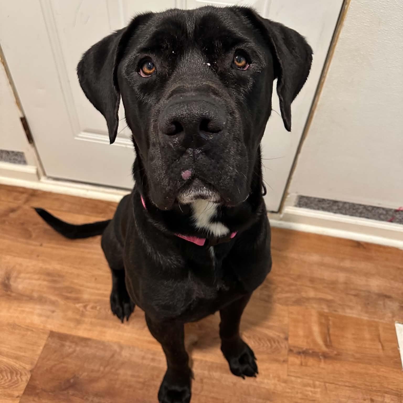 Enlarge Clark, a Adoptable Cane Corso in Sunderland, MD image 3/4