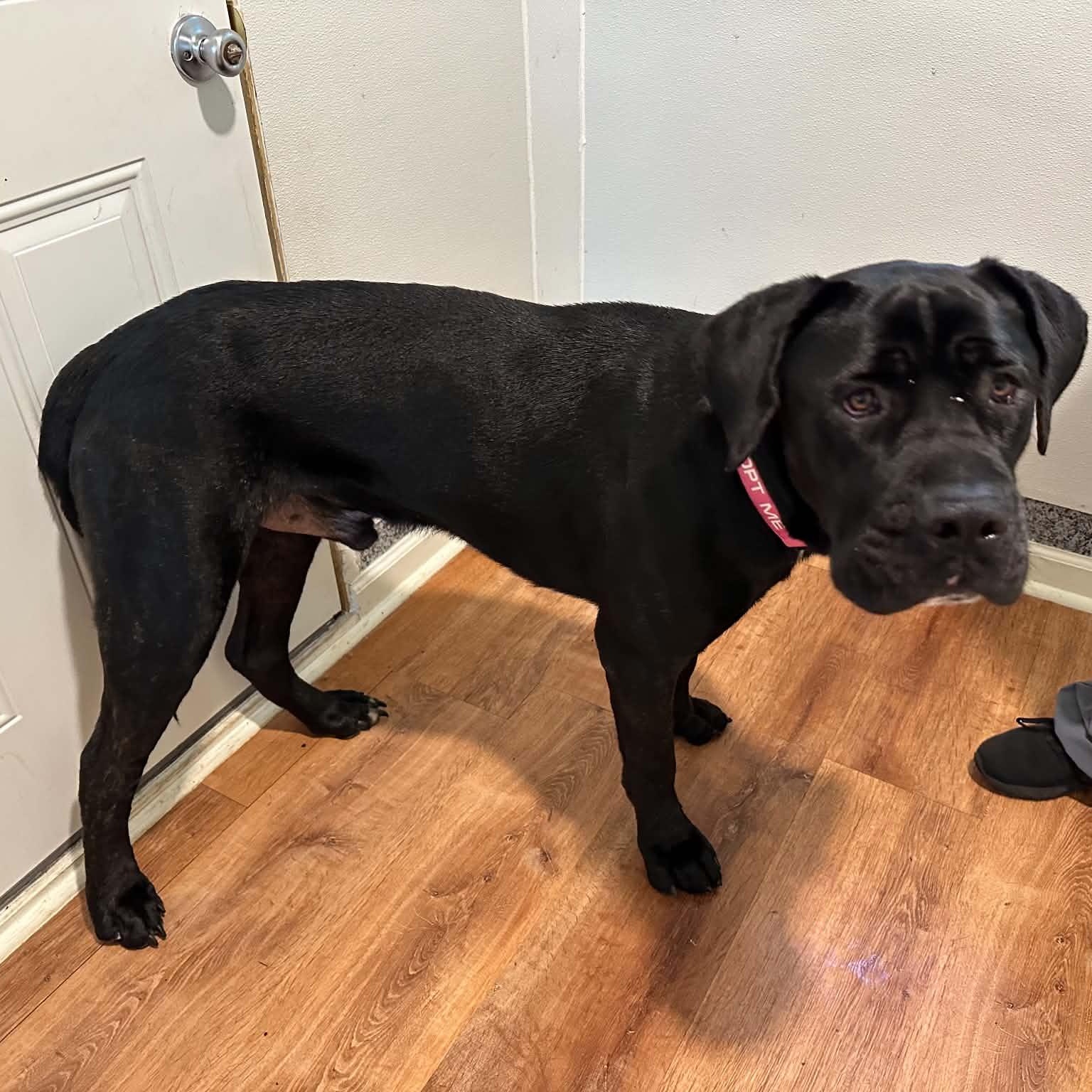 Enlarge Clark, a Adoptable Cane Corso in Sunderland, MD image 4/4