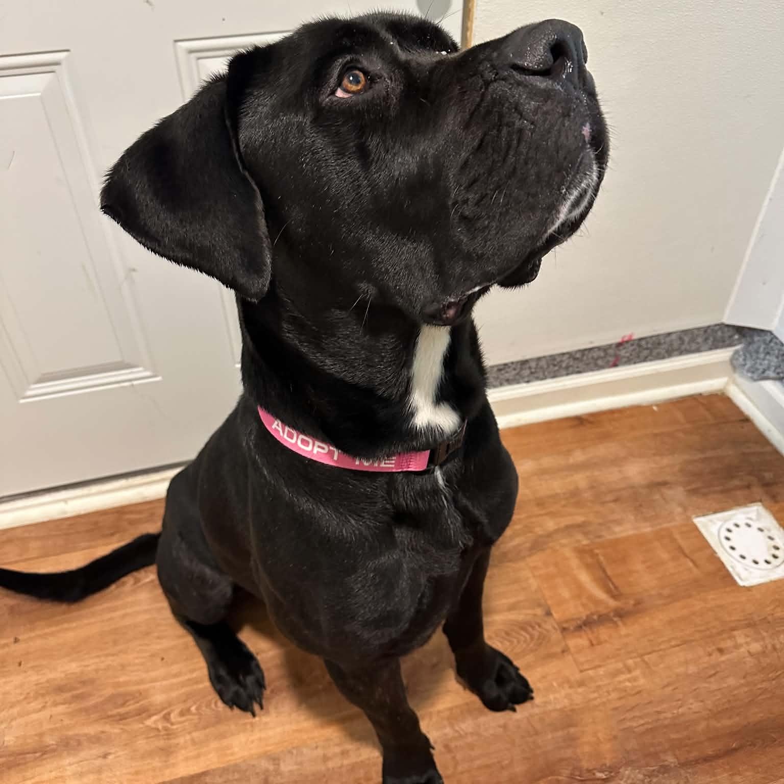 Enlarge Clark, a Adoptable Cane Corso in Sunderland, MD image 2/4