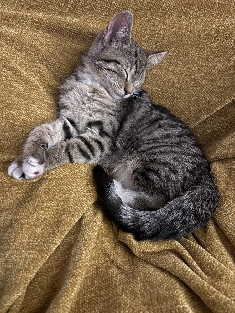 Montague aka Monty, Adopted, Kitten Female Domestic Short Hair.