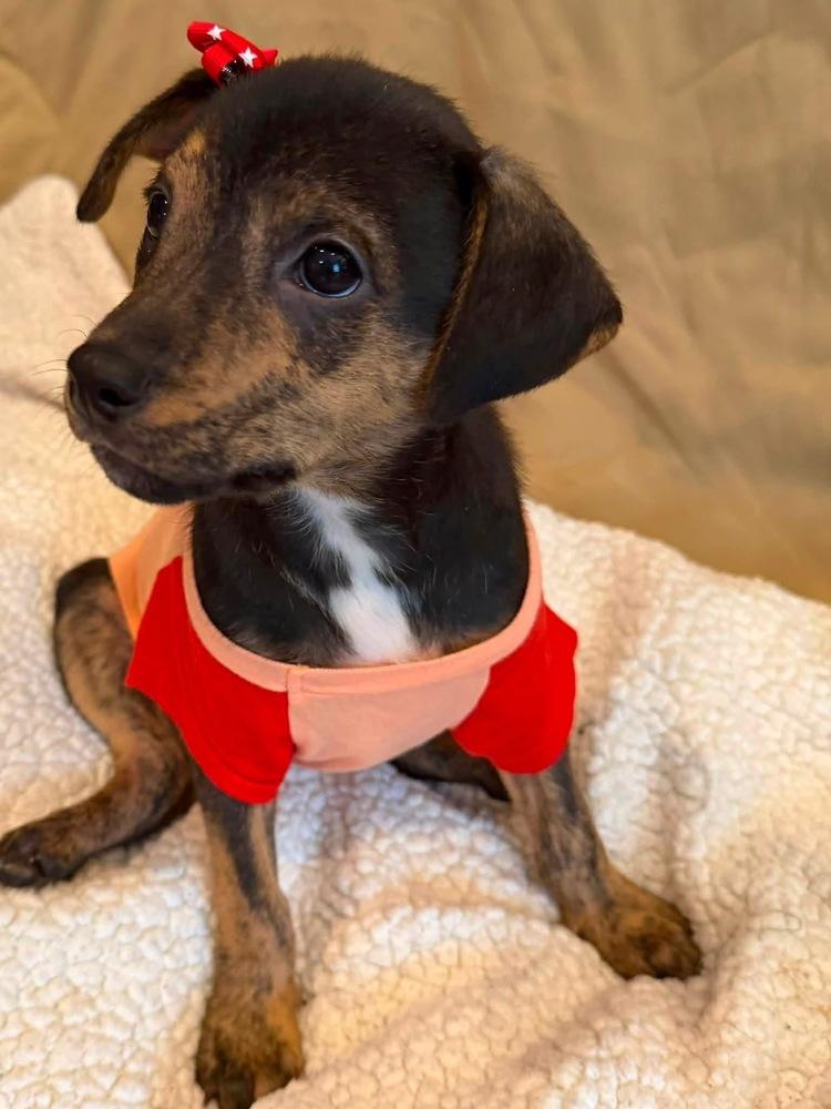 Idol, Adoptable, Puppy Female Mixed Breed.