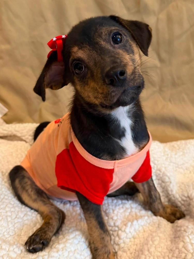 Idol, a Adoptable mixed breed in Scranton, PA image 2/3