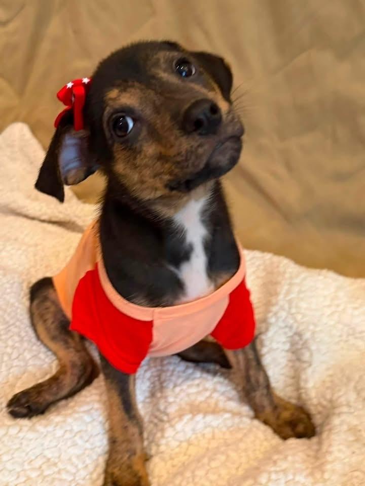 Idol, a Adoptable mixed breed in Scranton, PA image 3/3