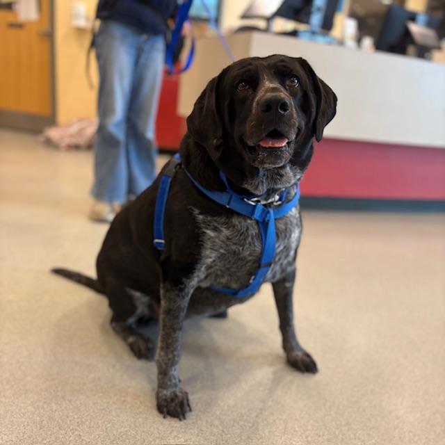 Enlarge SAMMY, a Adoptable Bluetick Coonhound in Boston, MA image 1/1