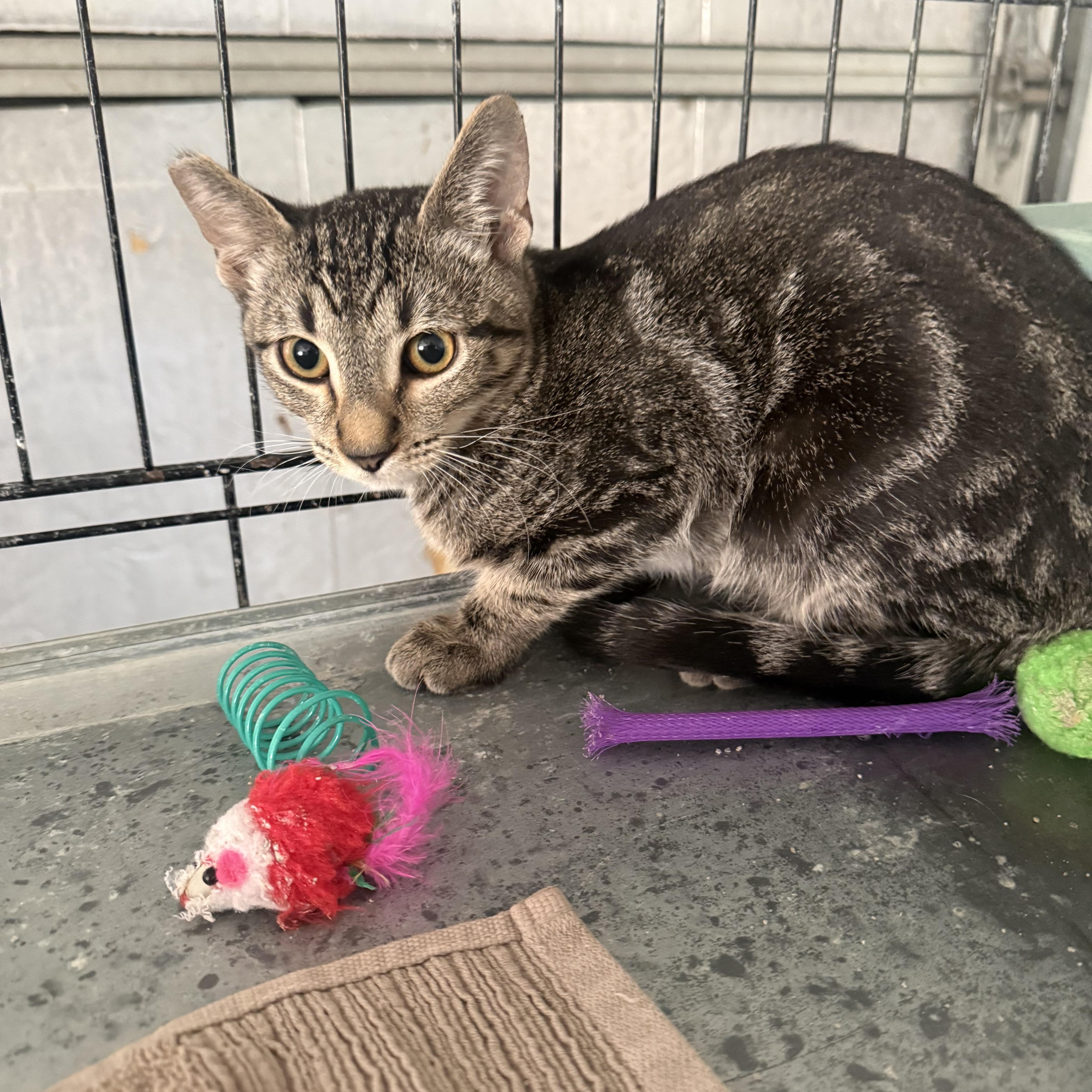 Not So Bad, ADOPTABLE, Kitten Male Tabby & Bengal.