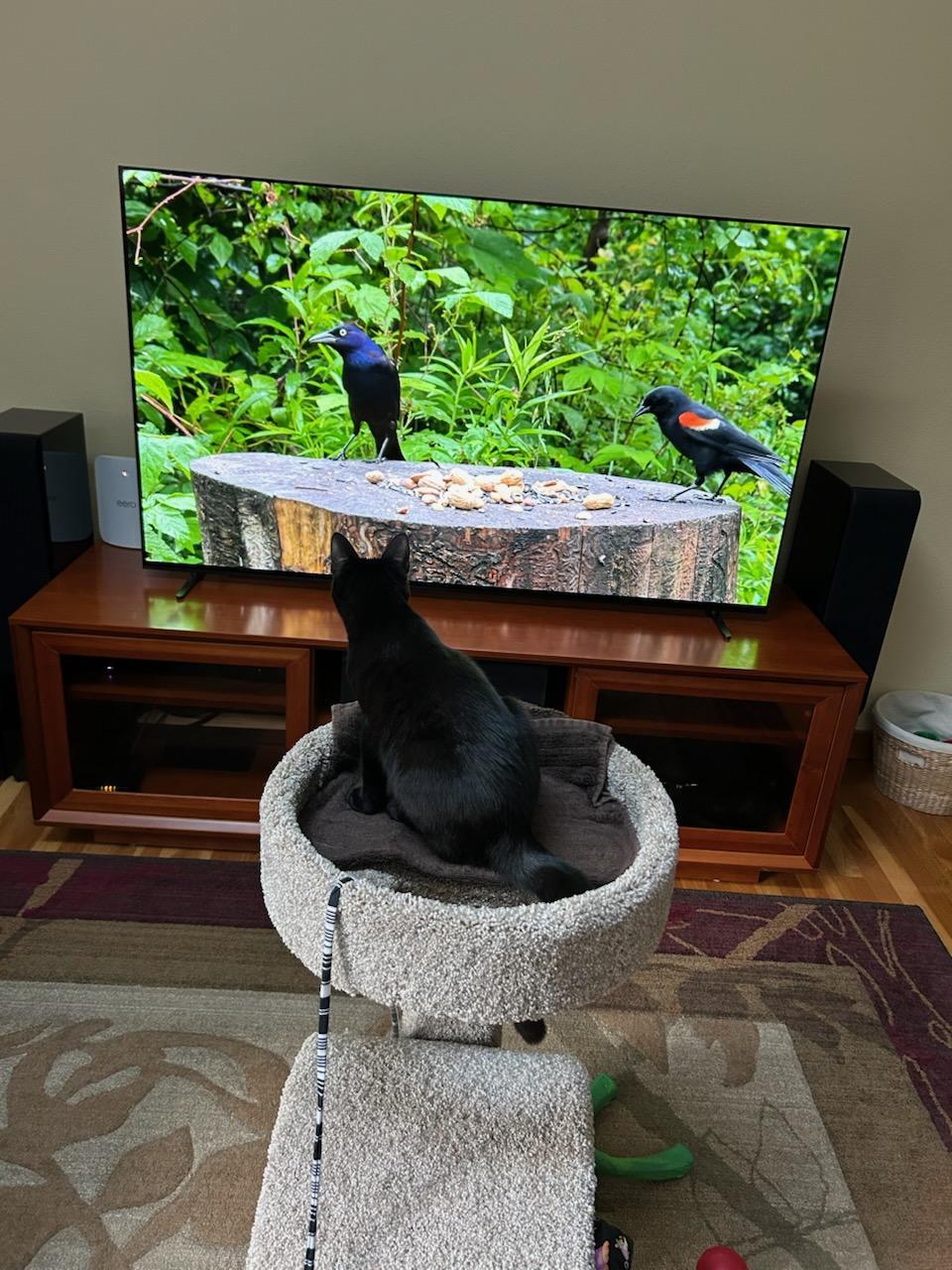 Enlarge Devon, a ADOPTABLE mixed breed in Eureka, CA image 3/6