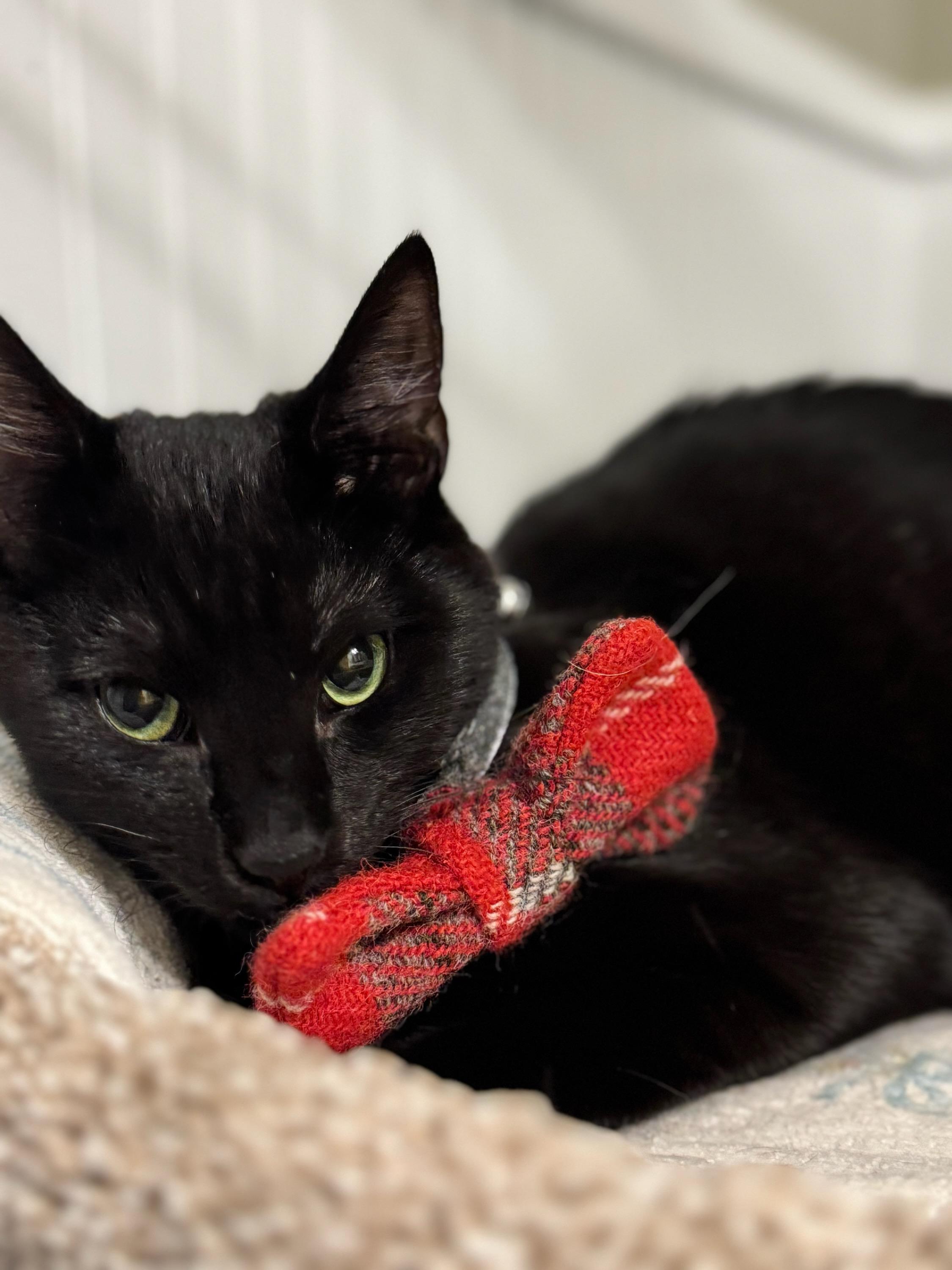 Enlarge Devon, a ADOPTABLE mixed breed in Eureka, CA image 1/6