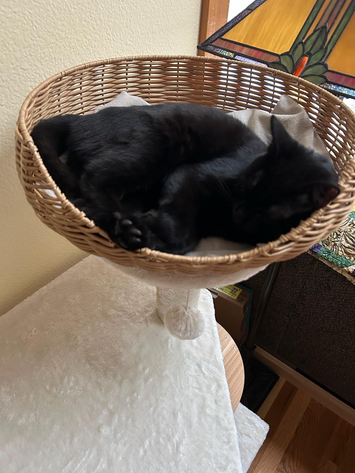 Enlarge Devon, a ADOPTABLE mixed breed in Eureka, CA image 5/6