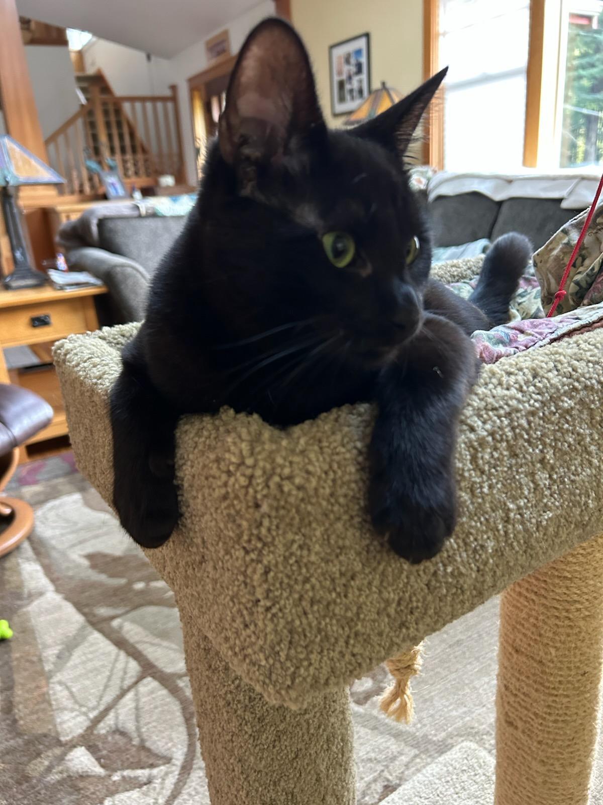 Enlarge Devon, a ADOPTABLE mixed breed in Eureka, CA image 2/6