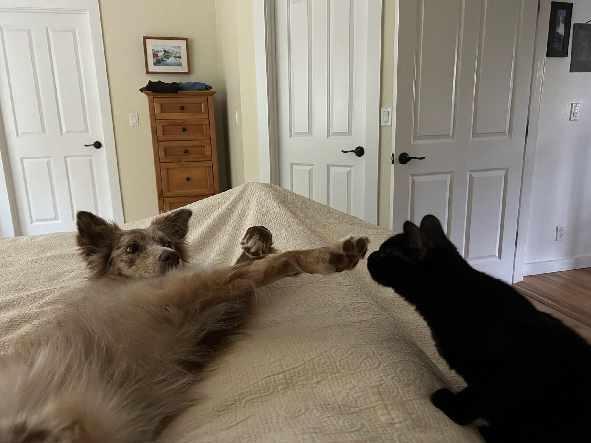 Enlarge Devon, a ADOPTABLE mixed breed in Eureka, CA image 4/6