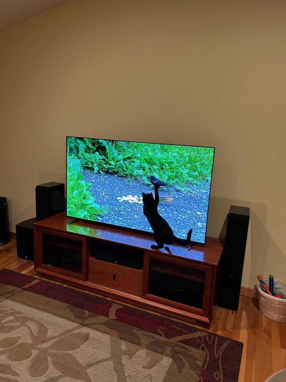 Enlarge Devon, a ADOPTABLE mixed breed in Eureka, CA image 6/6