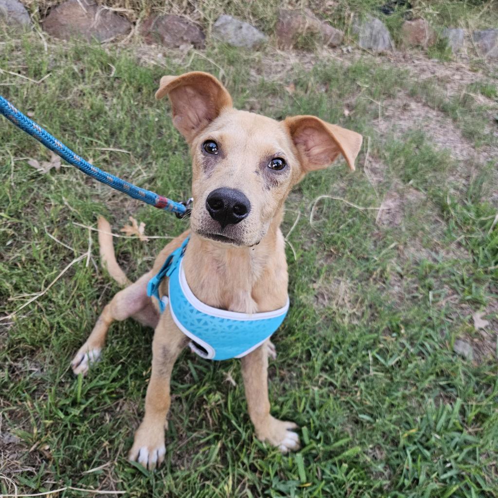 Dog for adoption Pickles NB*, a Yellow Labrador Retriever Mix in