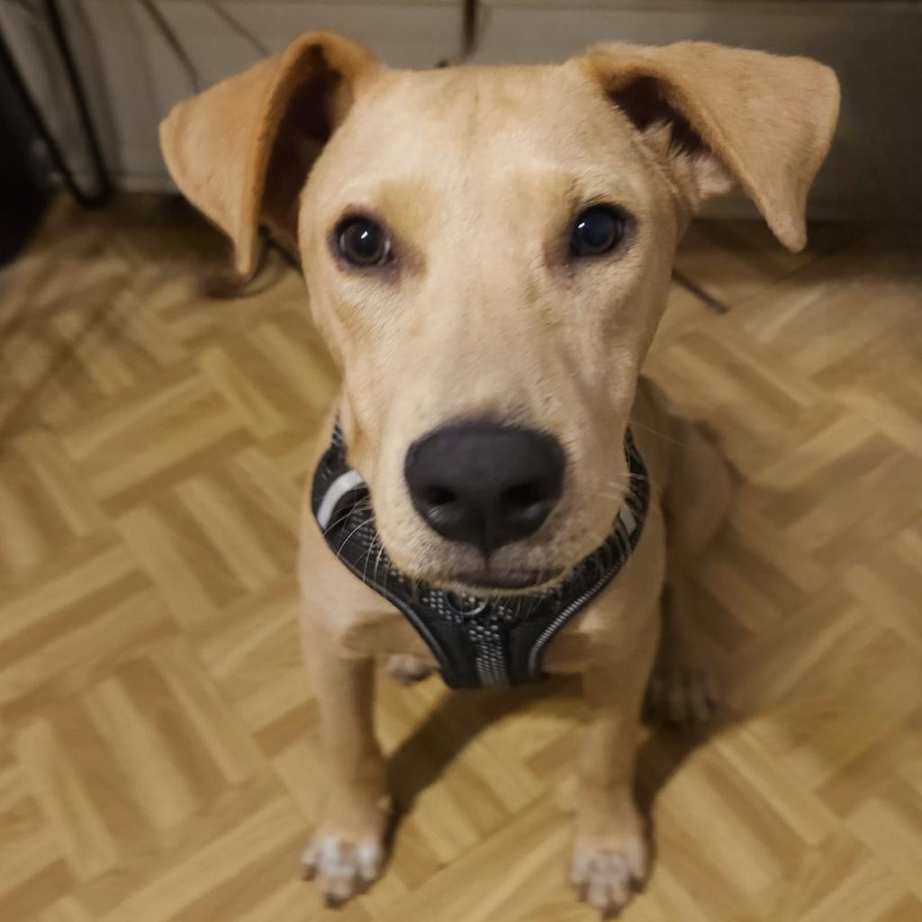 Dog for adoption Pickles NB*, a Yellow Labrador Retriever Mix in