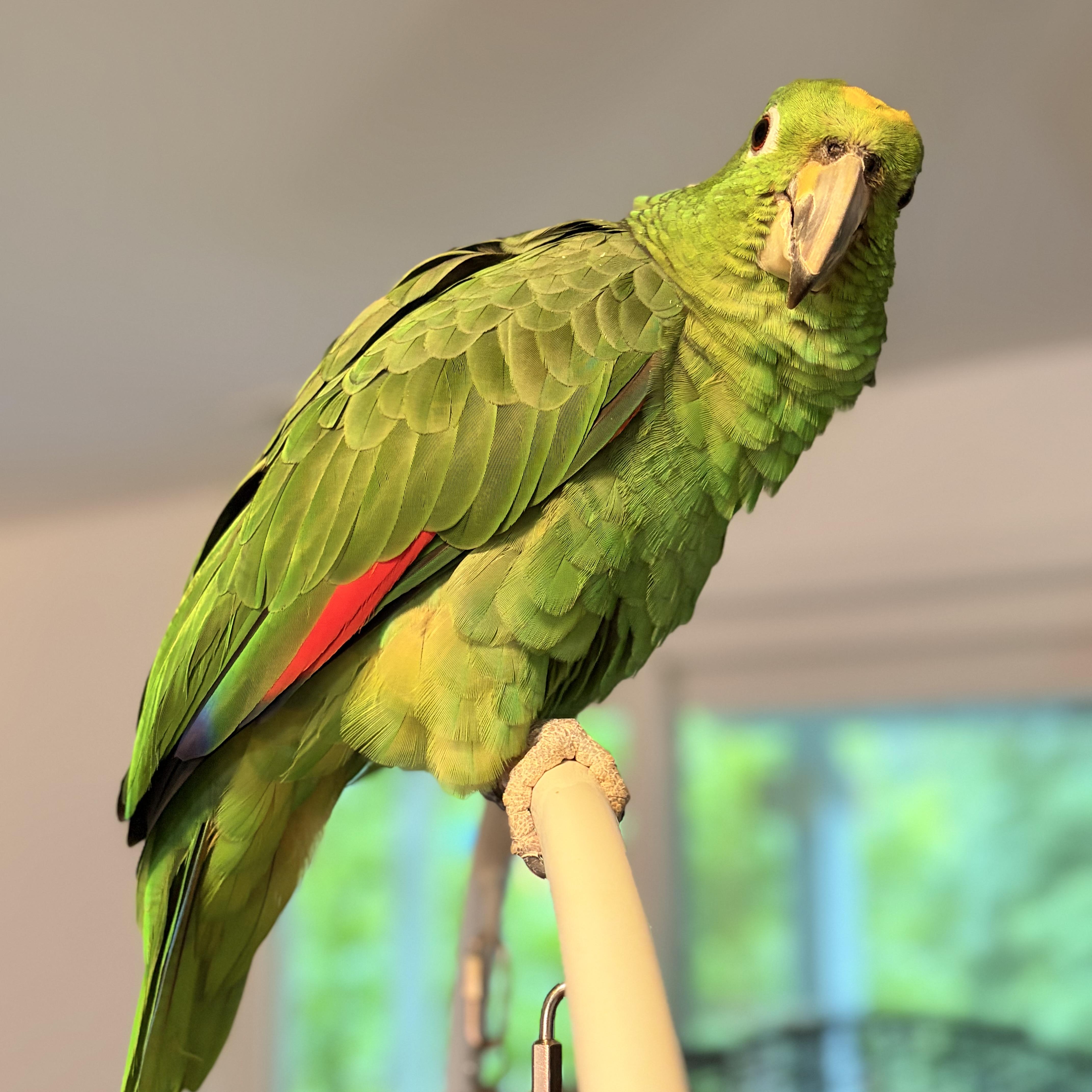 Enlarge Ollie, an adoptable Amazon in Virginia Beach, VA image 4/5
