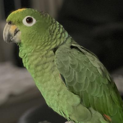 Ollie, adoptable, Adult Female Amazon.