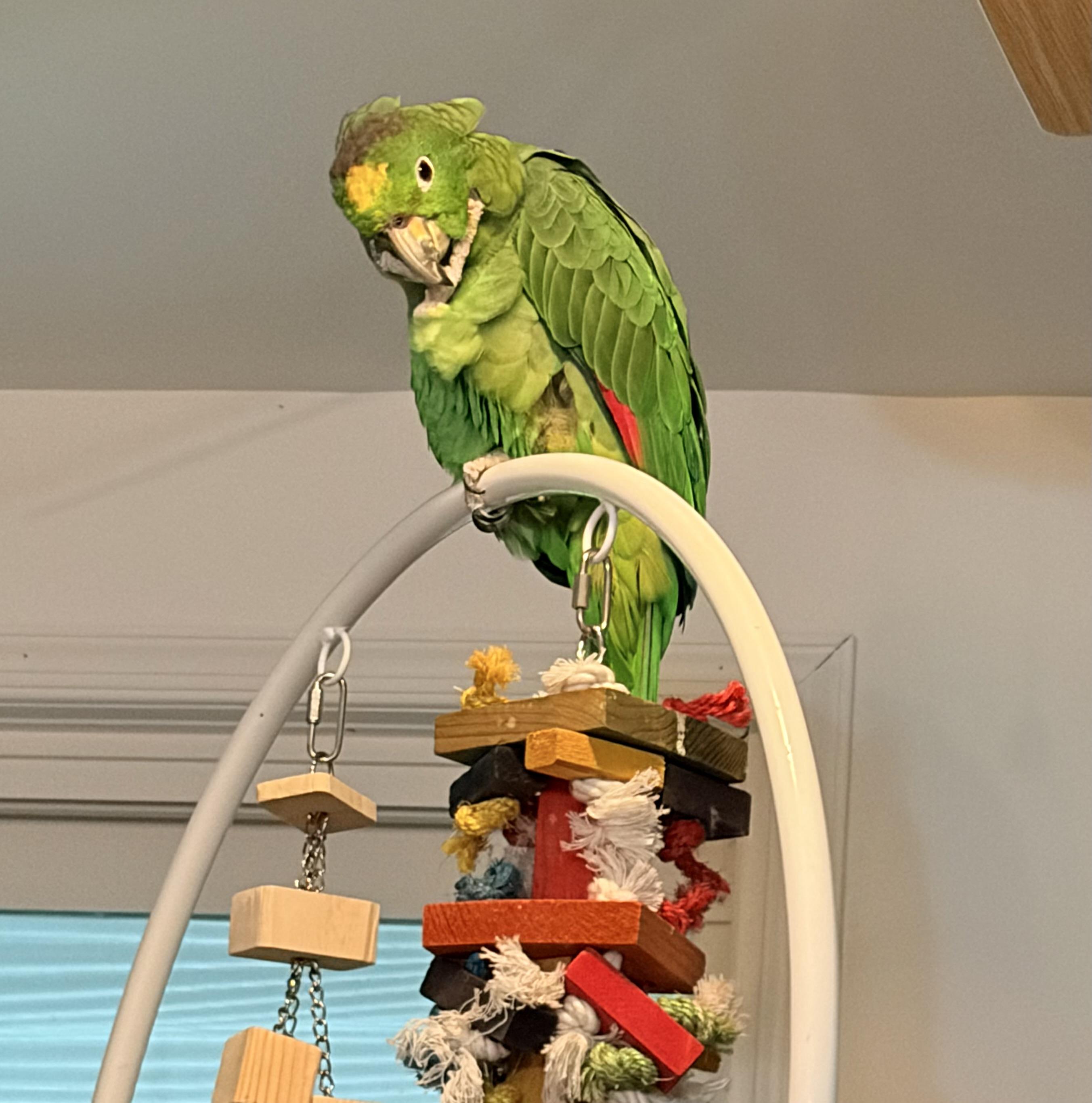 Enlarge Ollie, an adoptable Amazon in Virginia Beach, VA image 1/5