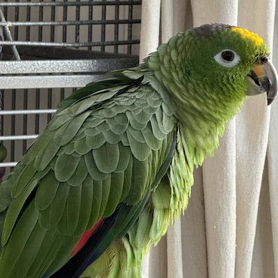 Ollie, an adoptable Amazon in Fairfax, VA image 2/2