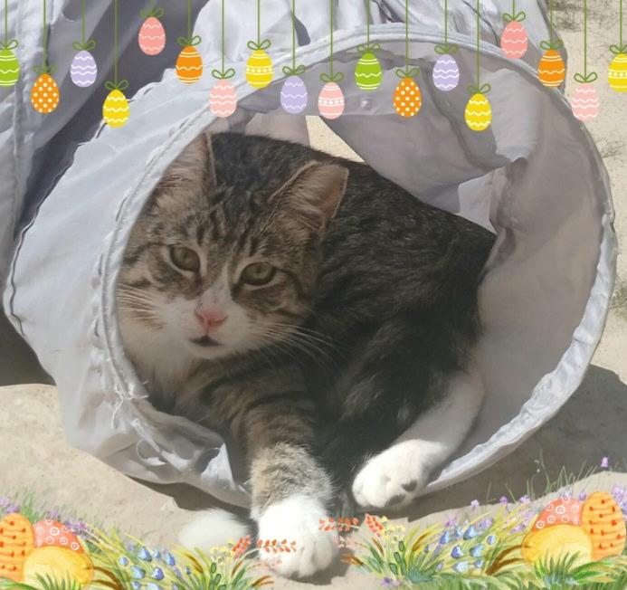 Luke, a Adoptable Domestic Short Hair in Fountain Valley, CA image 2/2