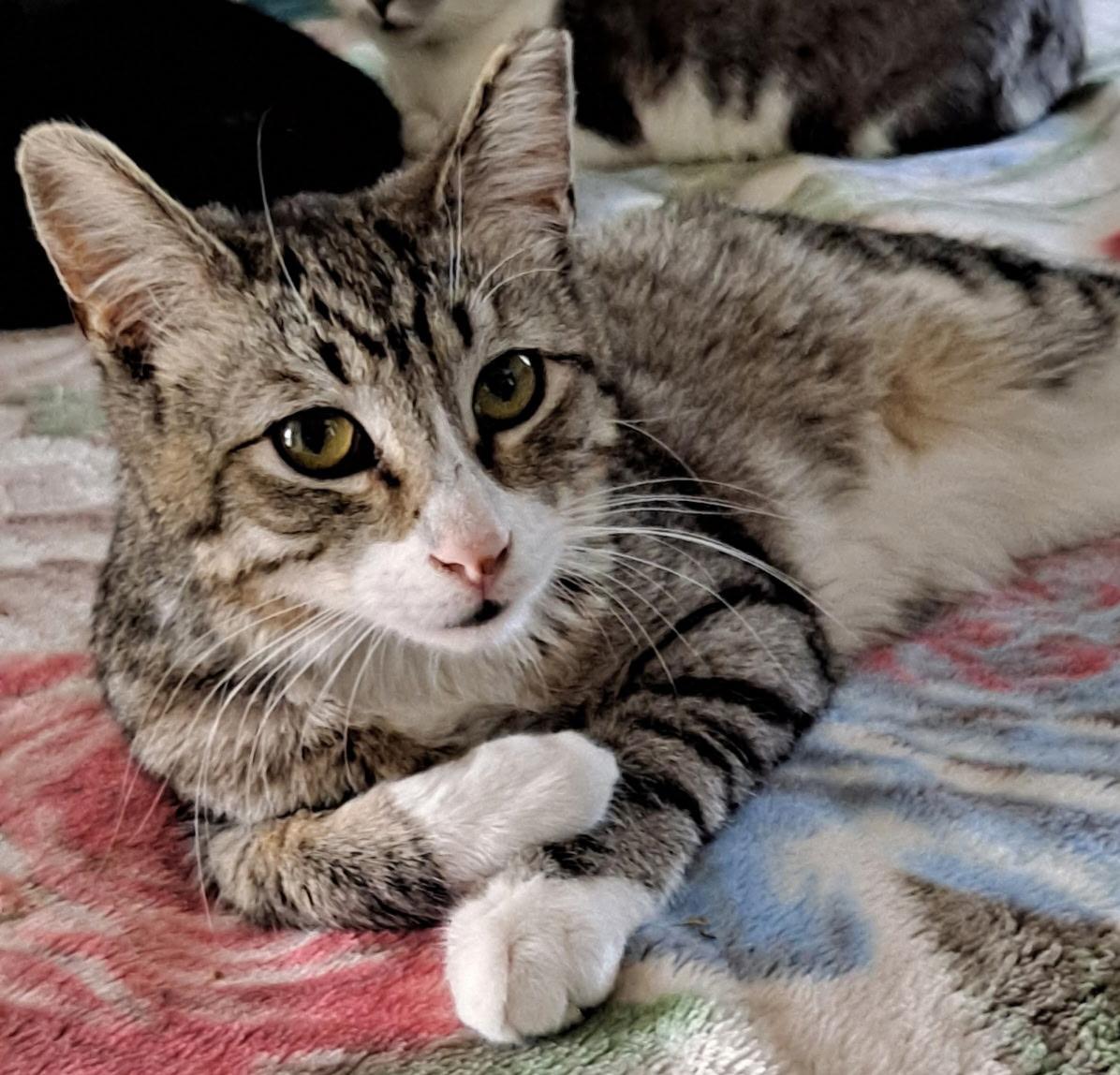 Luke, Adoptable, Young Male Domestic Short Hair.