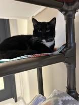 Monroe, a Adoptable Domestic Short Hair in Hamilton, MT image 1/2