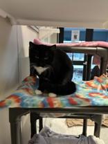 Monroe, a Adoptable Domestic Short Hair in Hamilton, MT image 2/2