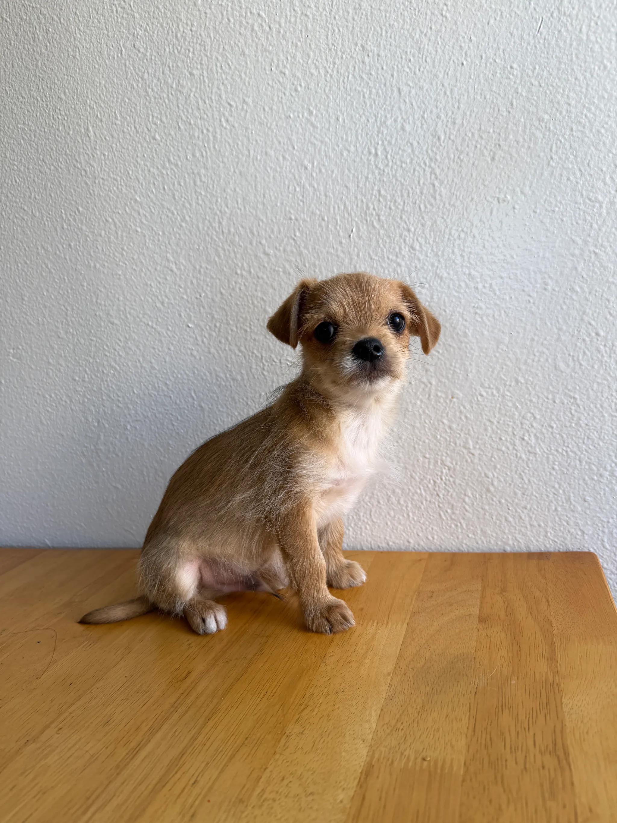 Enlarge James Dean, an adopted mixed breed in West Hollywood, CA image 1/3