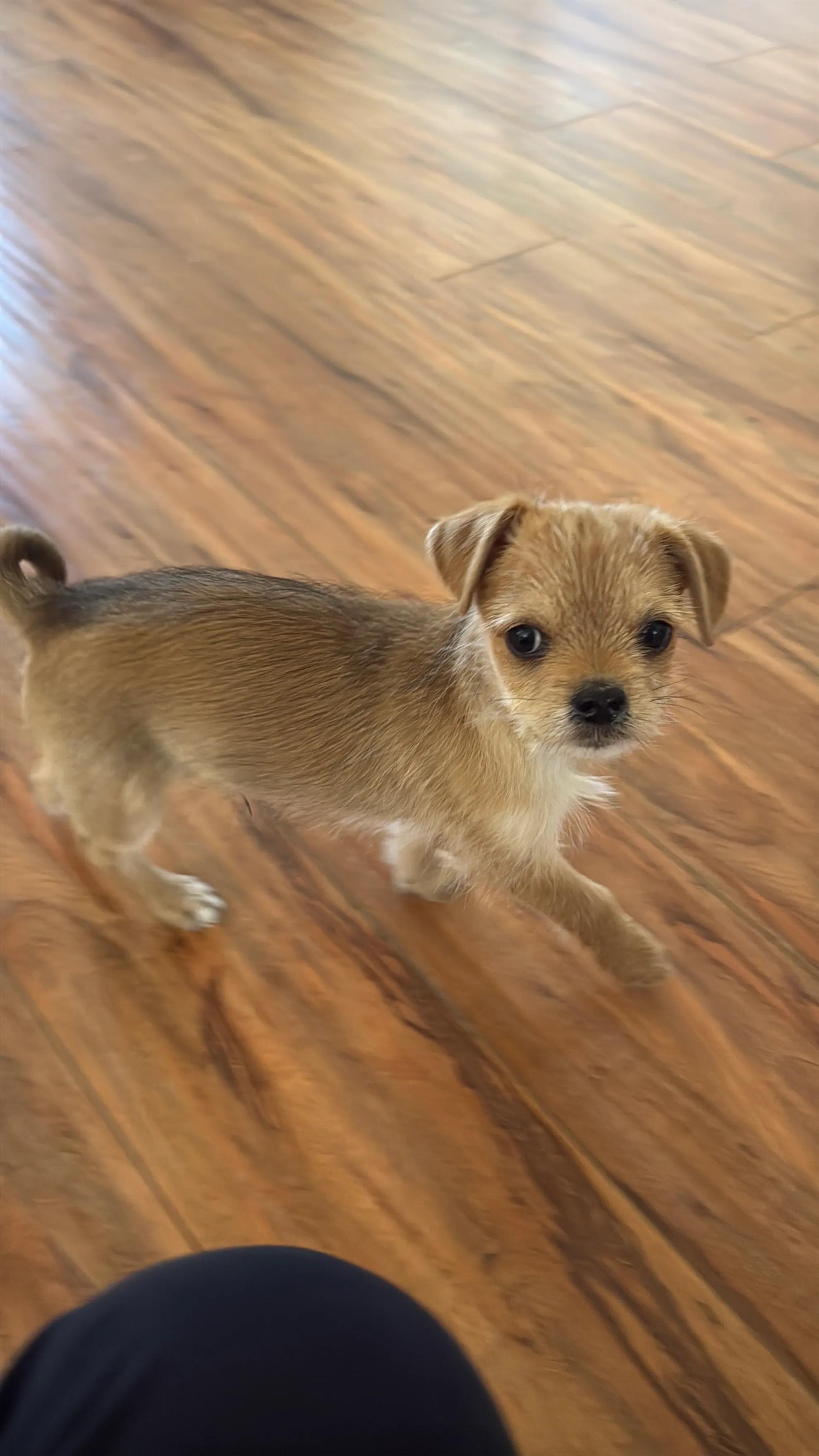 Enlarge James Dean, an adopted mixed breed in West Hollywood, CA image 3/3