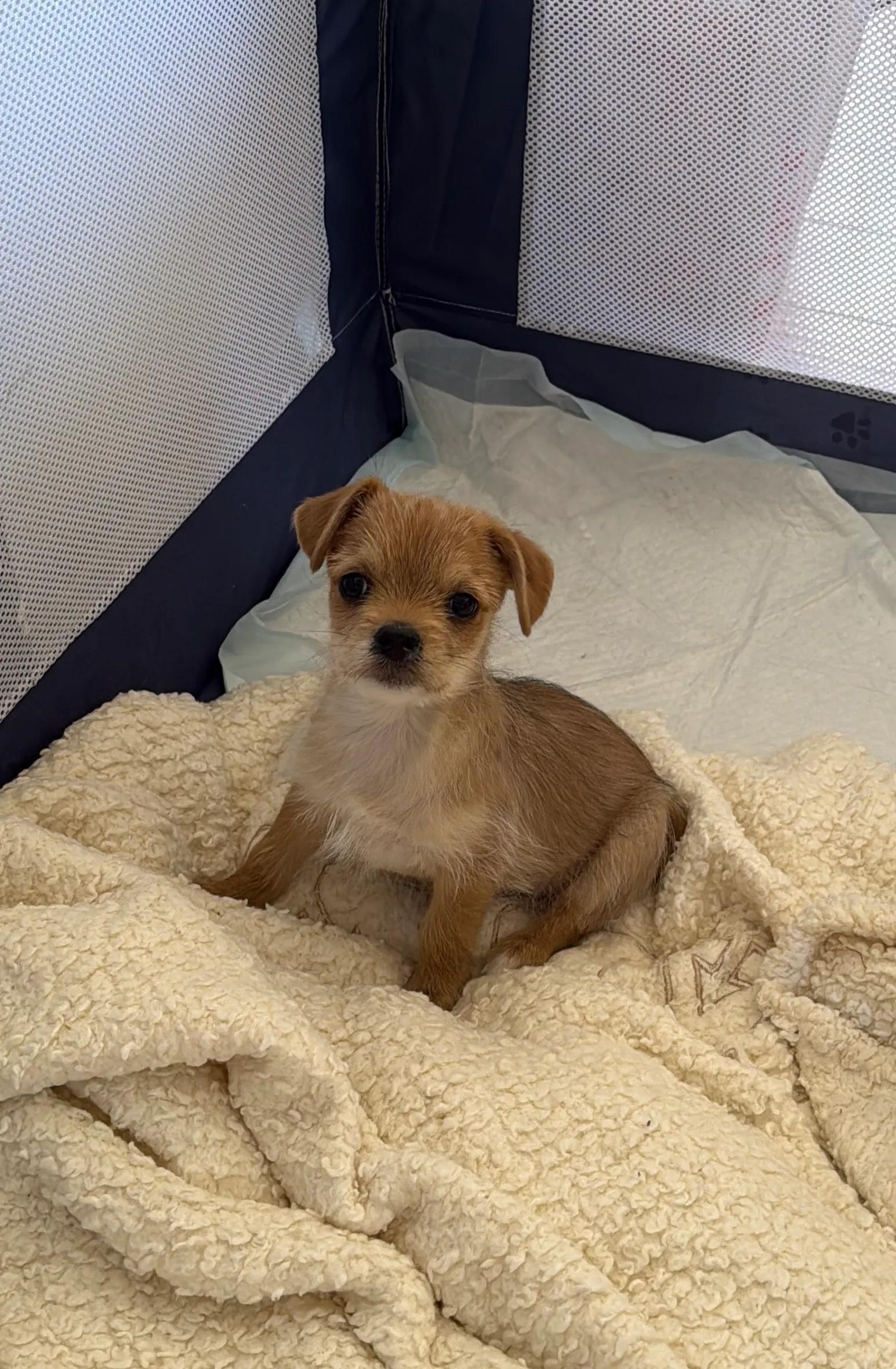 Enlarge James Dean, an adopted mixed breed in West Hollywood, CA image 2/3
