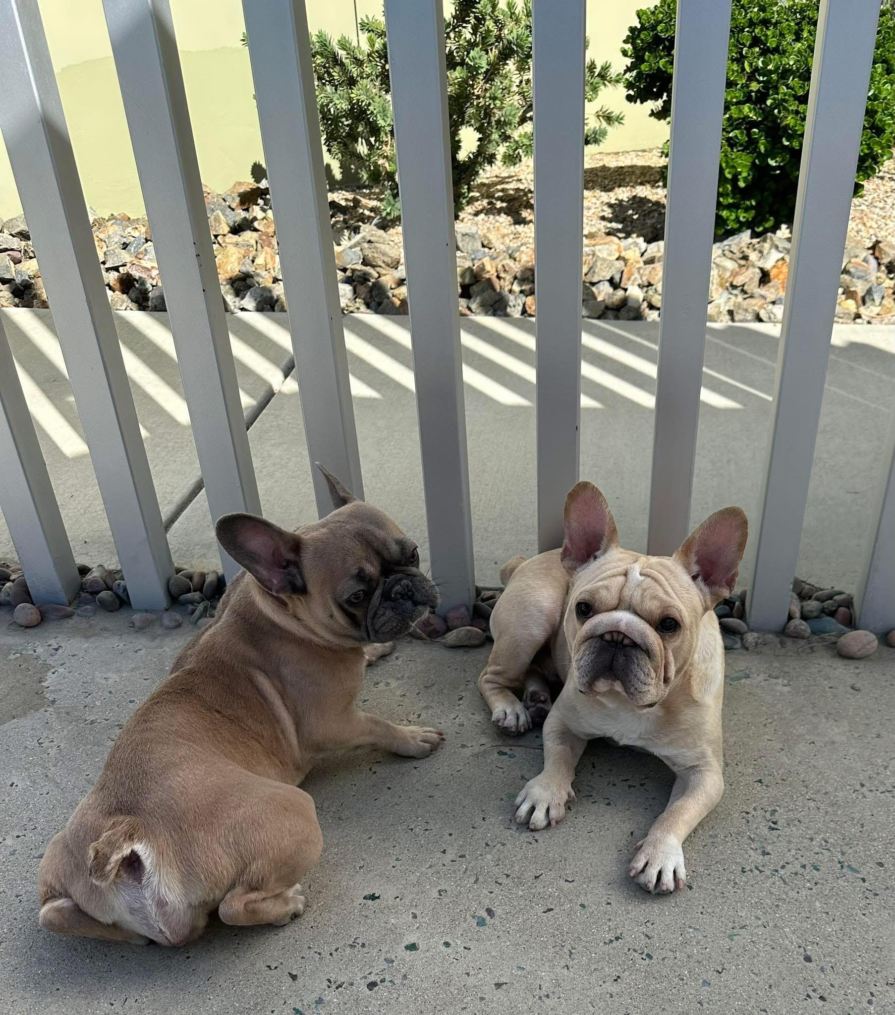 Melo, adopted, Young Male French Bulldog.