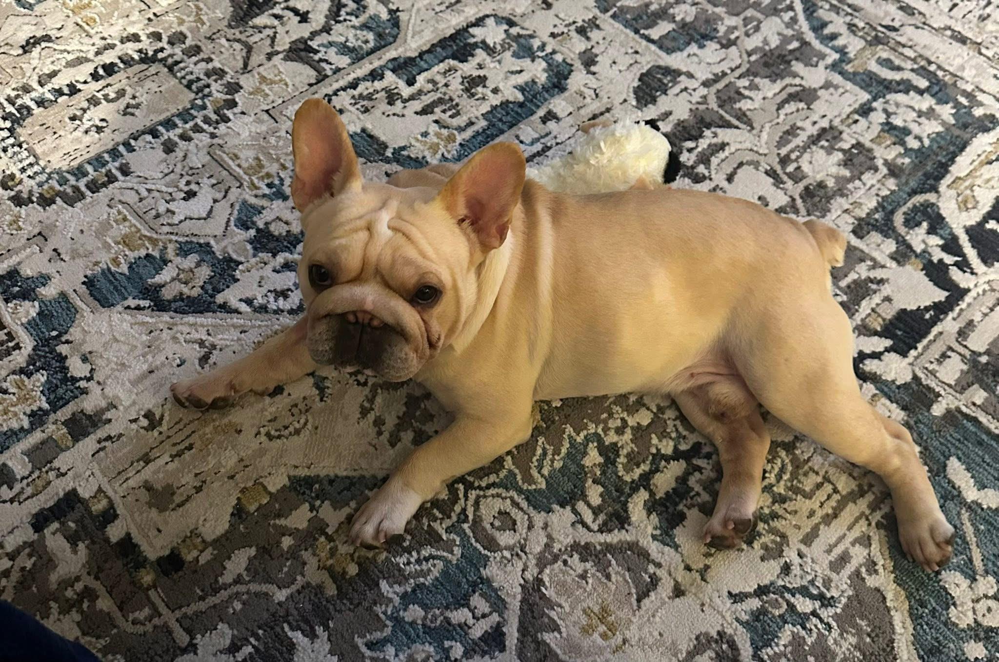 Melo, an adopted French Bulldog in CLAREMONT, CA image 3/4