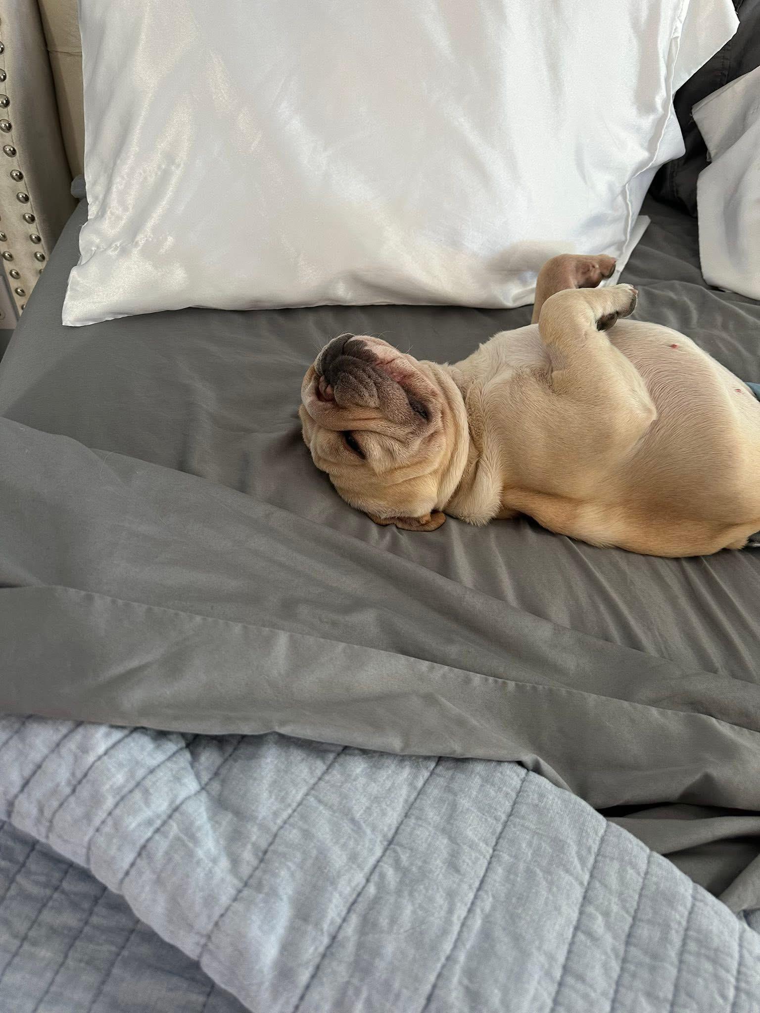 Melo, an adopted French Bulldog in CLAREMONT, CA image 4/4