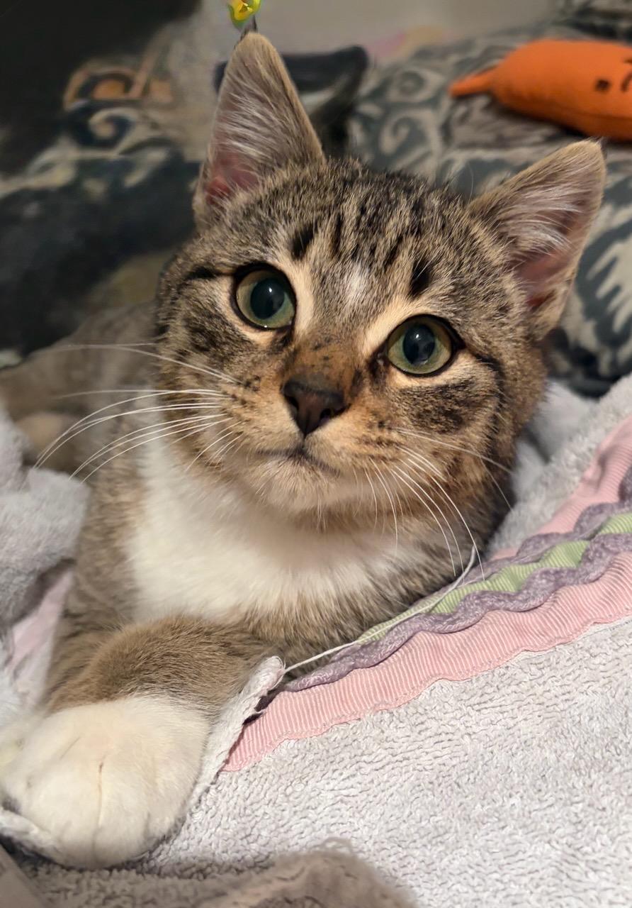 Enlarge Joey, an adopted Domestic Short Hair in Kenhorst, PA image 1/2