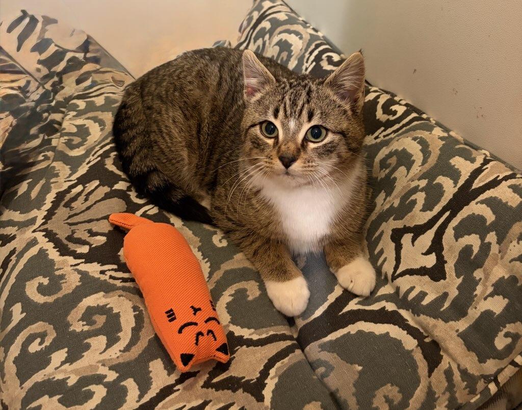 Enlarge Joey, an adopted Domestic Short Hair in Kenhorst, PA image 2/2