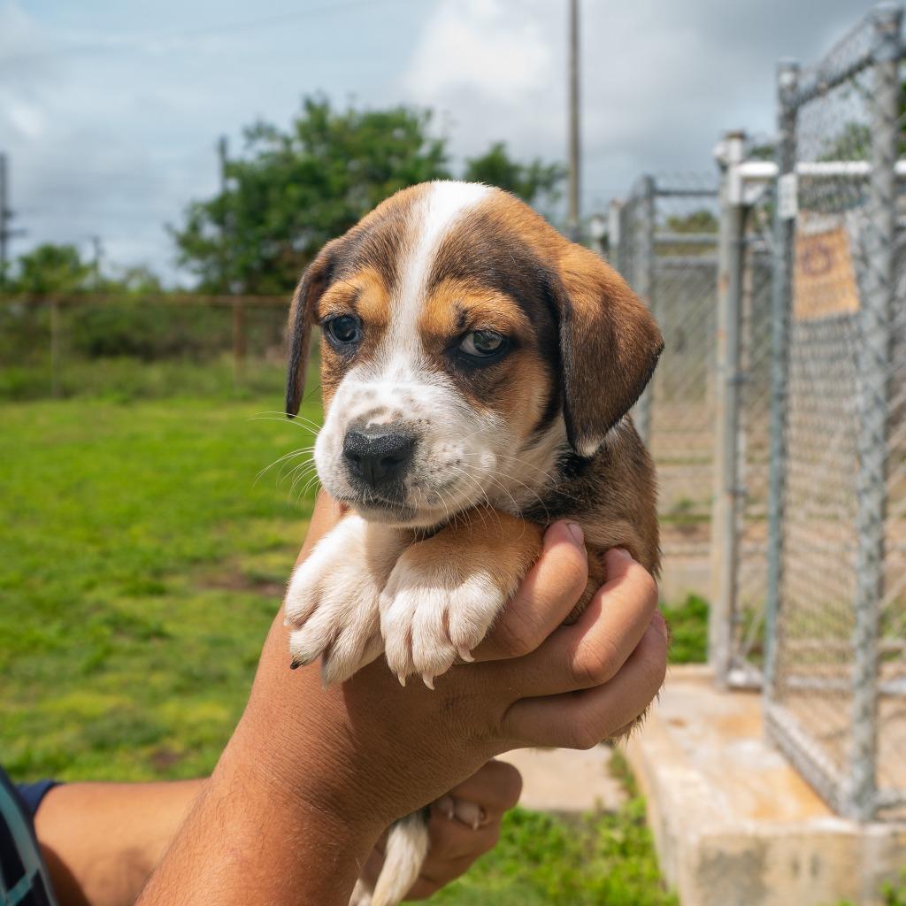 Tia, a Adoptable mixed breed in Mangilao, GU image 1/2