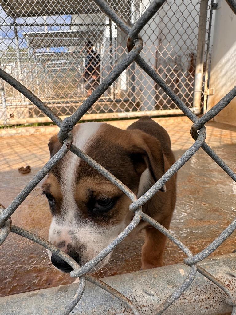 Tia, a Adoptable mixed breed in Mangilao, GU image 2/2