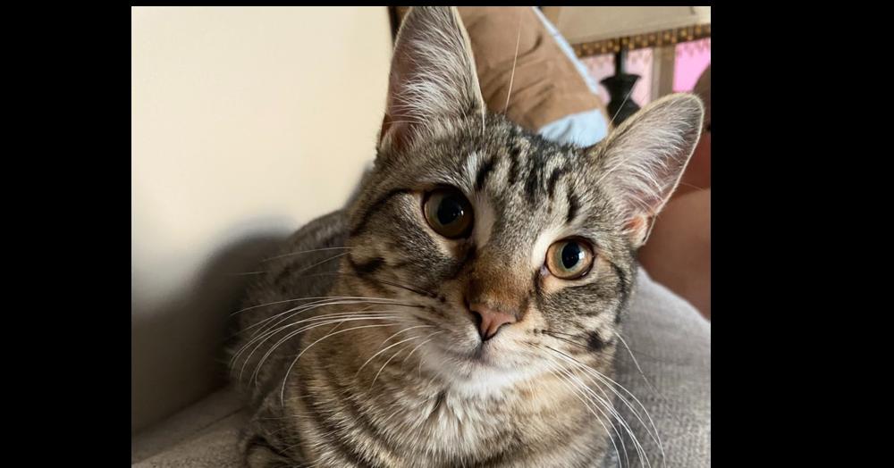 Enlarge Lilli, a Adoptable Domestic Short Hair in Greene, NY image 1/2